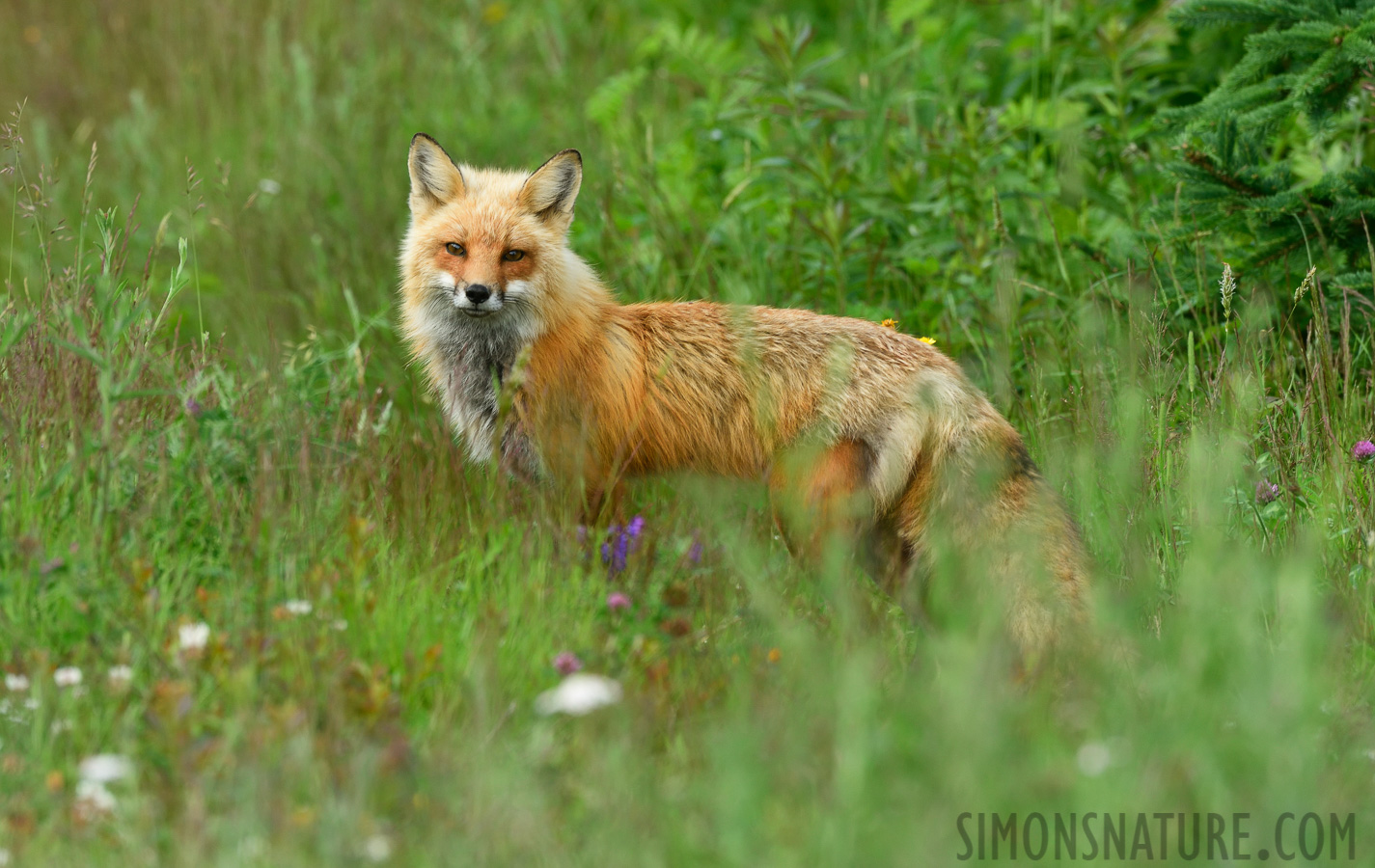 Vulpes vulpes fulvus [400 mm, 1/100 Sek. bei f / 8.0, ISO 400]